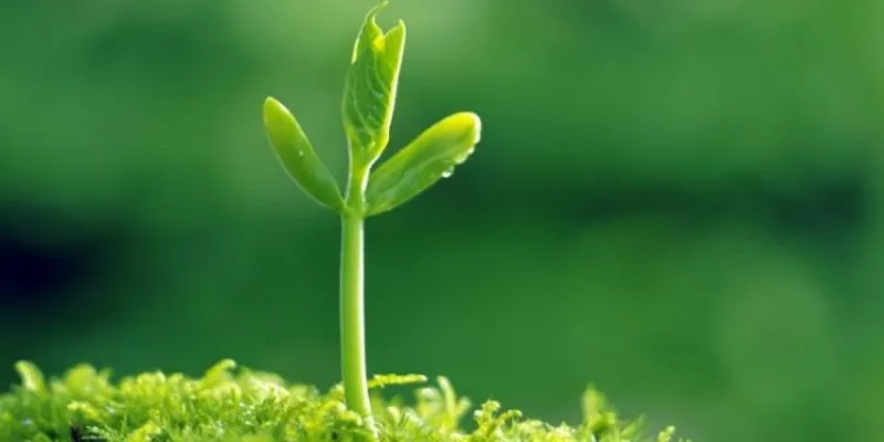 Bổ sung các vi chất cần thiết cho cơ thể nhờ Tảo Spirulina