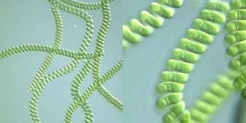 Nên sử dụng Vina Tảo thế nào