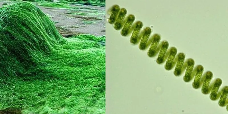 tác dụng đa dạng