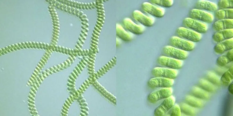 Lợi ích của Tảo Spirulina đối với sự phát triển của trẻ em