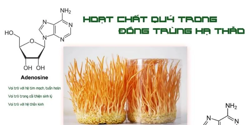 Hai hoạt chất quý trong Đông trùng hạ thảo