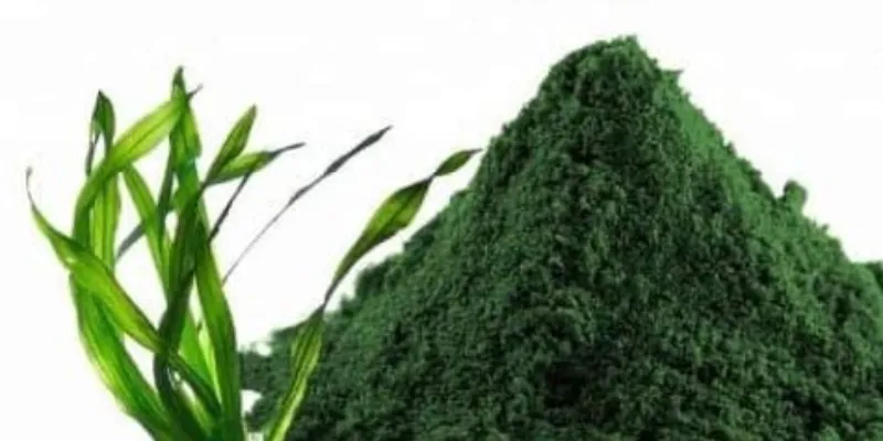 tảo xoắn spirulina
