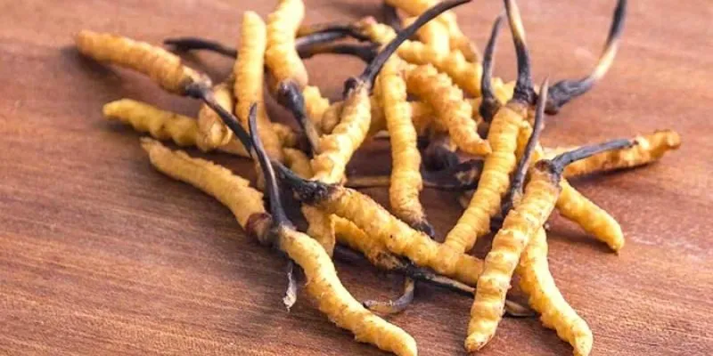 Hai hoạt chất quý trong Đông trùng hạ thảo