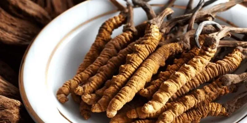 Hai hoạt chất quý trong Đông trùng hạ thảo